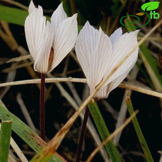 Cyclamen intaminatum