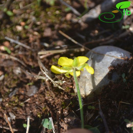 Ranunculaceae-Düğünçiçeğigiller