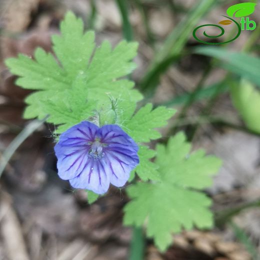 Geraniaceae-Turnagagasıgiller
