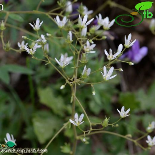 Saxifraga rotundifolia