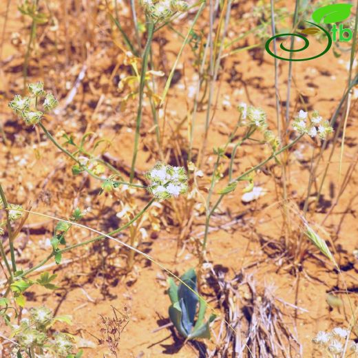Lisaea papyracea