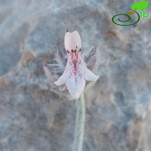 Lamiaceae-Ballıbabagiller