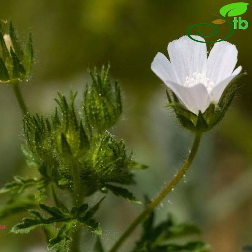 Malvaceae-Ebegümecigiller