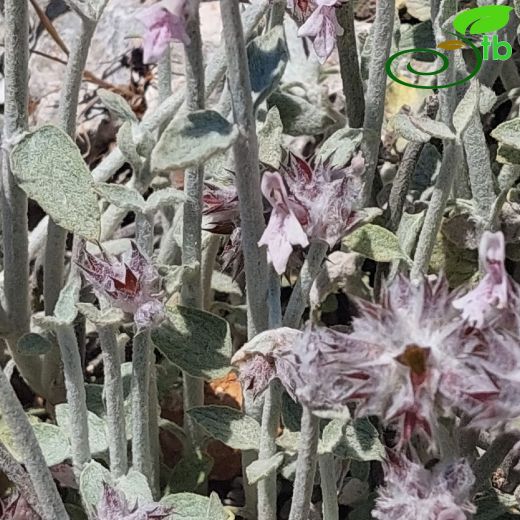 Lamiaceae-Ballıbabagiller
