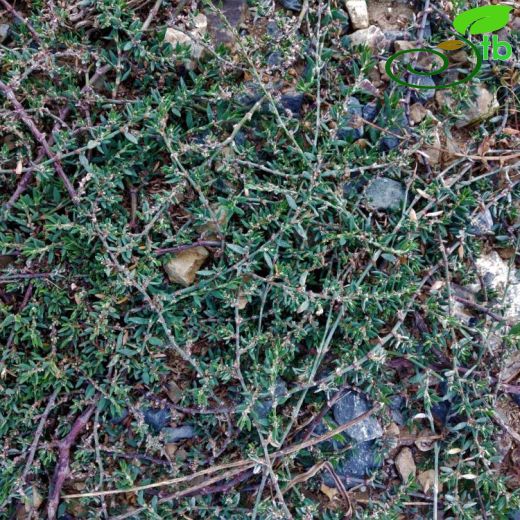 Polygonum arenastrum
