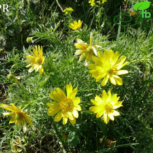 Adonis wolgensis