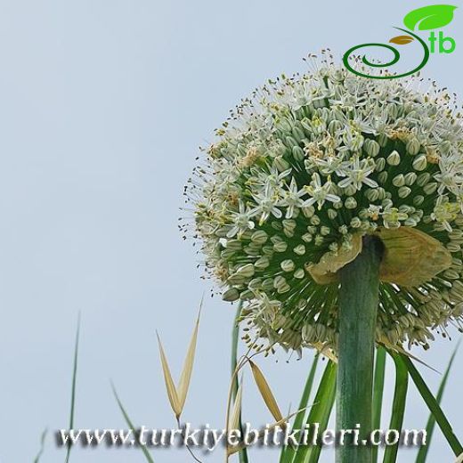 Allium cepa