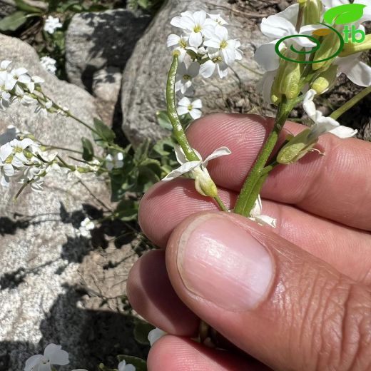 Arabis mollis