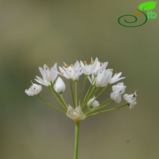 Allium subhirsutum