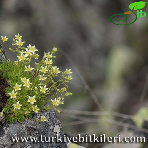 Saxifraga exarata