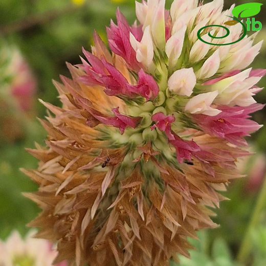Trifolium vesiculosum
