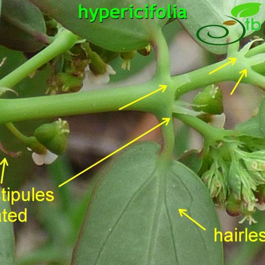 Euphorbiaceae-Sütleğengiller