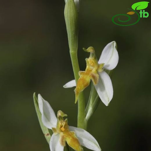 Ophrys apifera