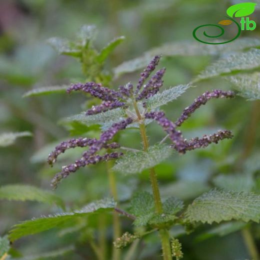 Urtica membranacea