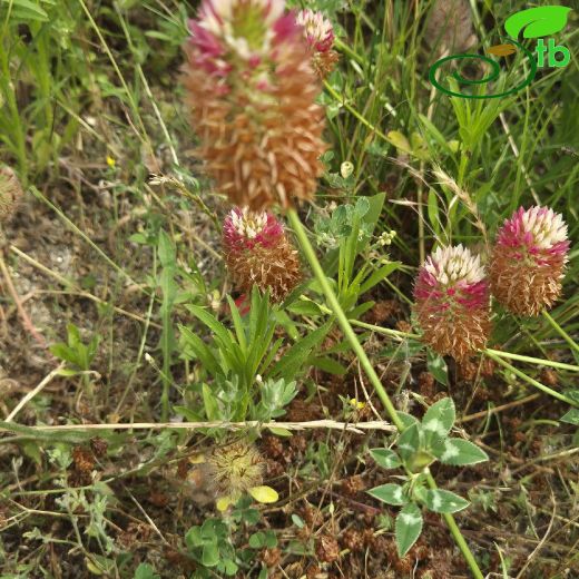 Trifolium vesiculosum