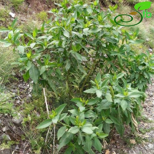 Phytolacca-Şekerciboyası