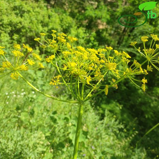 Apiaceae-Maydanozgiller