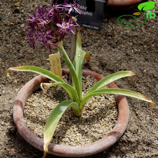 Allium cristophii