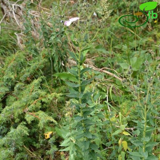 Linum hypericifolium