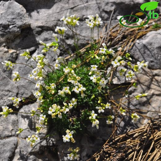 Arabis alanyensis