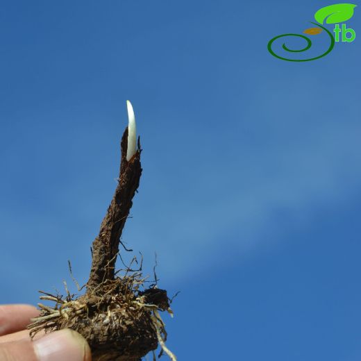 Araceae-Yılanyastığıgiller