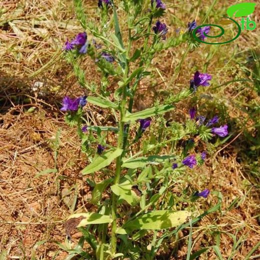 Echium vulgare