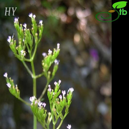 Centranthus calcitrapa