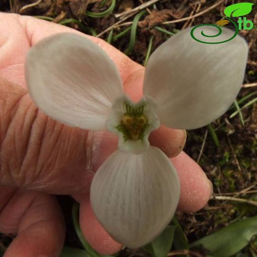 Galanthus fosteri