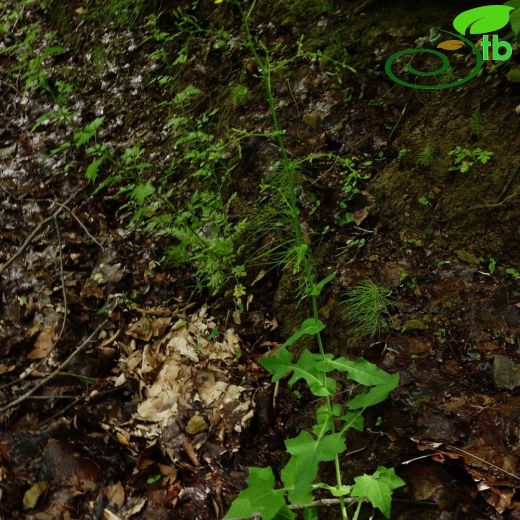 Lactuca muralis