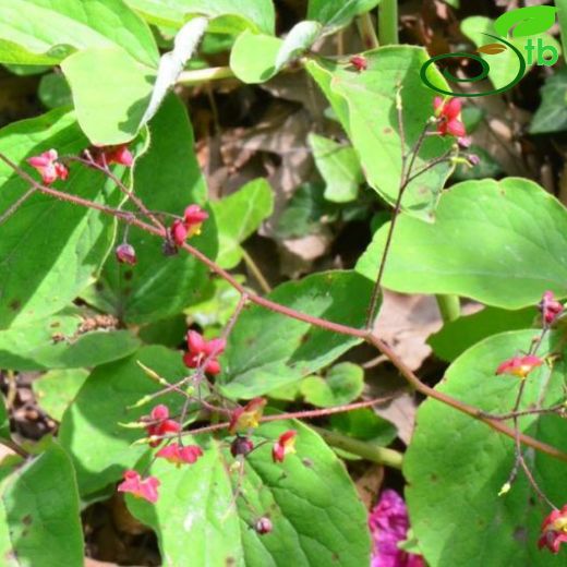 Epimedium-Keşişkülahı