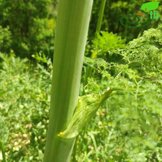 Apiaceae-Maydanozgiller