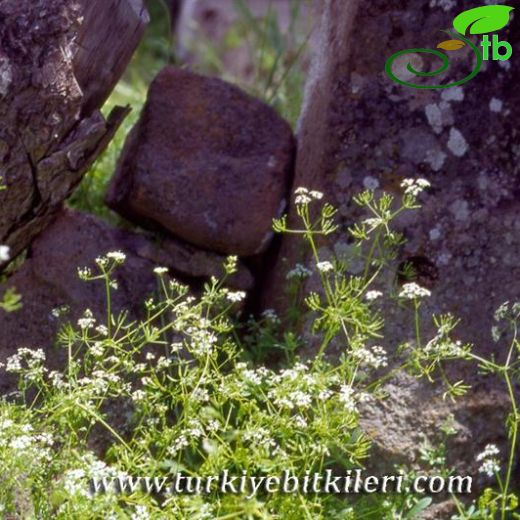 Anthriscus cerefolium