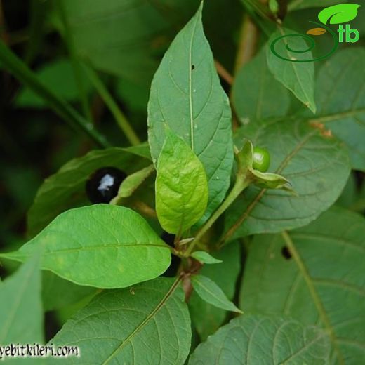 Atropa-Güzelavratotu