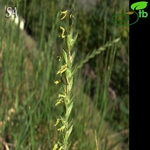 Elymus hispidus