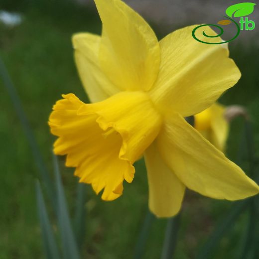 Narcissus-Nergis