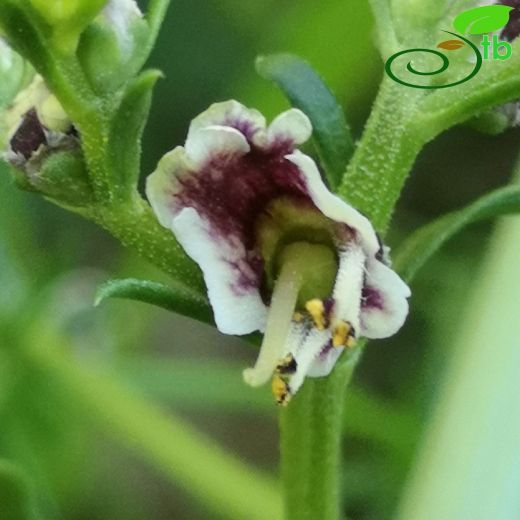 Scrophularia-Sıracaotu