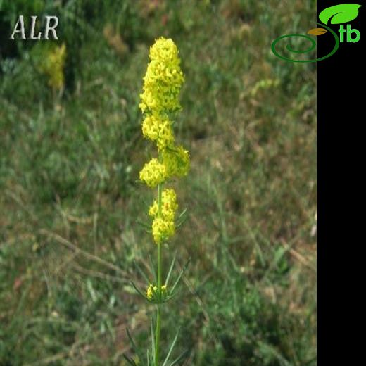 Galium verum