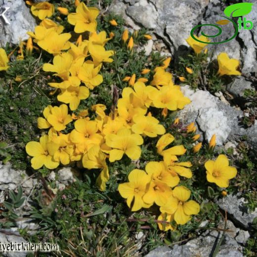 Linum boissieri