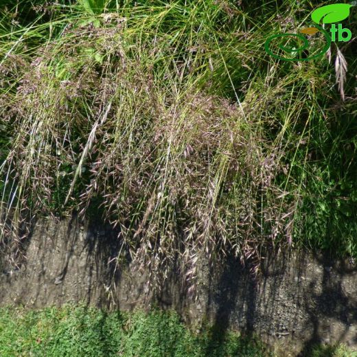 Festuca rubra