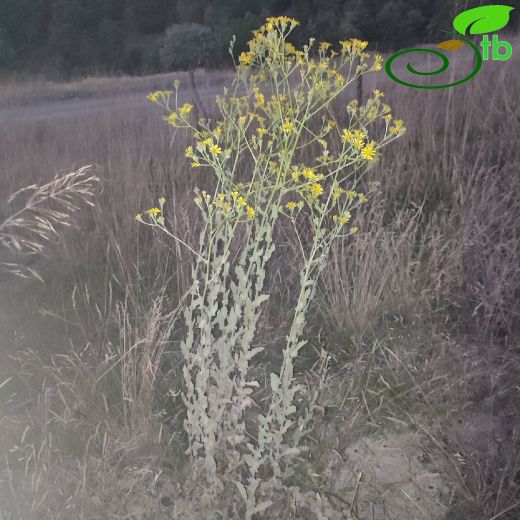 Senecio mollis