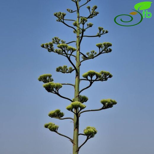 Agave-Sabırlık