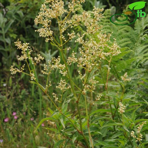 Polygonum alpinum