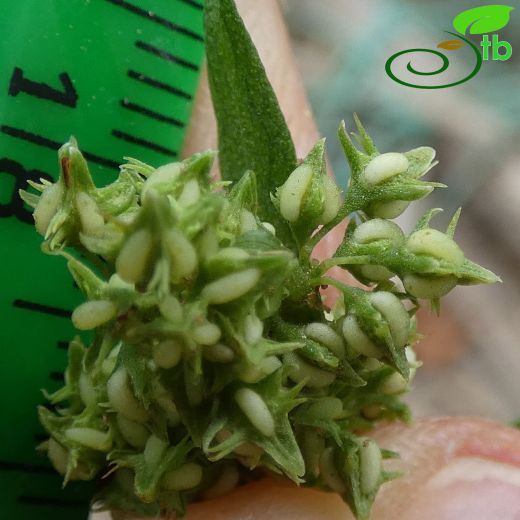 Polygonaceae-Madımakgiller