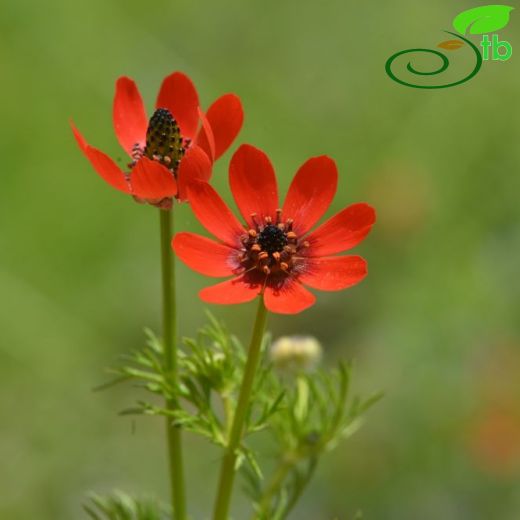 Adonis flammea