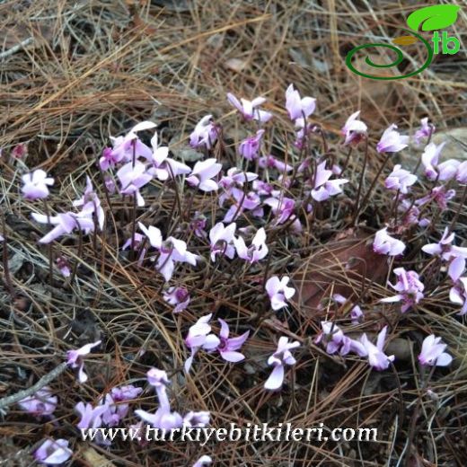 Cyclamen graecum