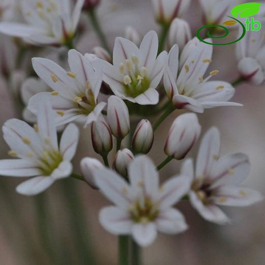 Allium trifoliatum