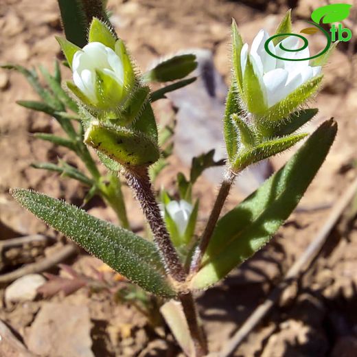 Cerastium dichotomum