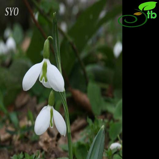 Galanthus plicatus