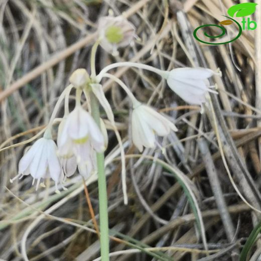 Allium rupestre