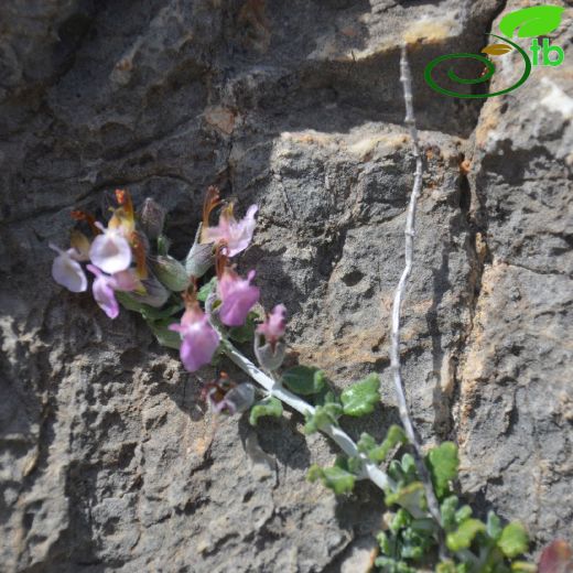 Teucrium microphyllum